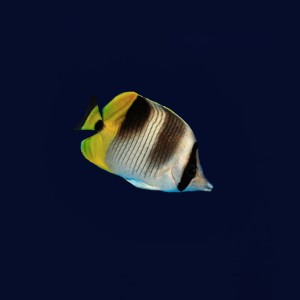 Chaetodon ulietensis