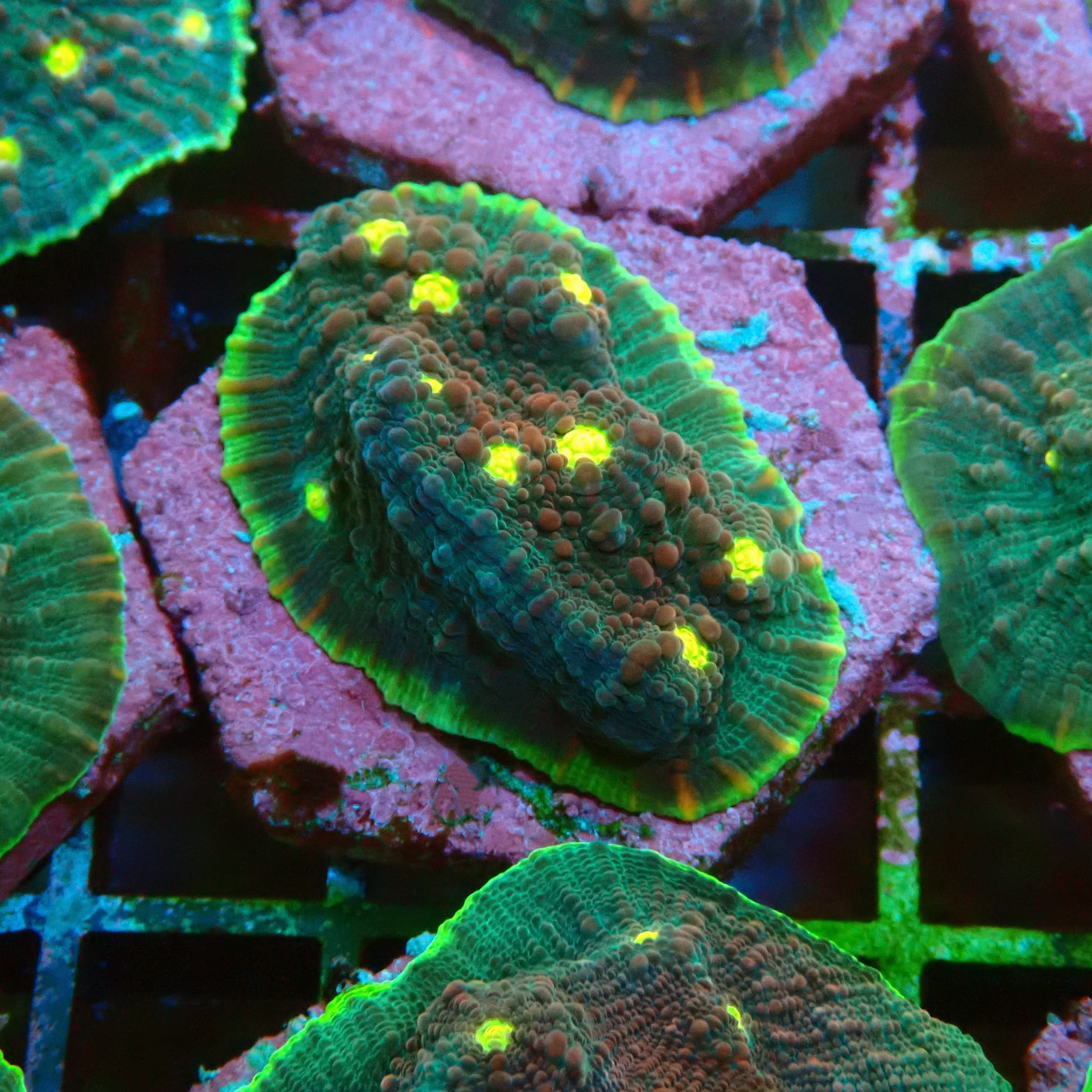CHALICE WATERMELON GREEN FRAG M 406204 | Coral Land